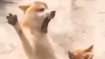 微商经典语录:狗子版。